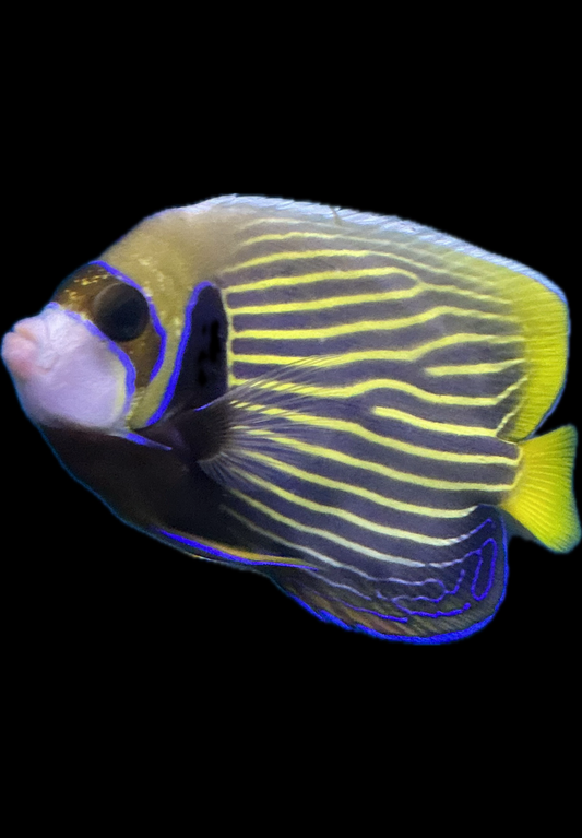 Imperator Angelfish
