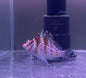 Dwarf Spotted Hawkfish