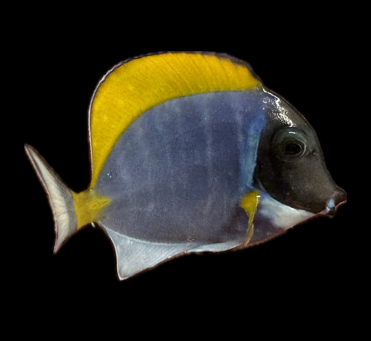 Powder Blue Tang