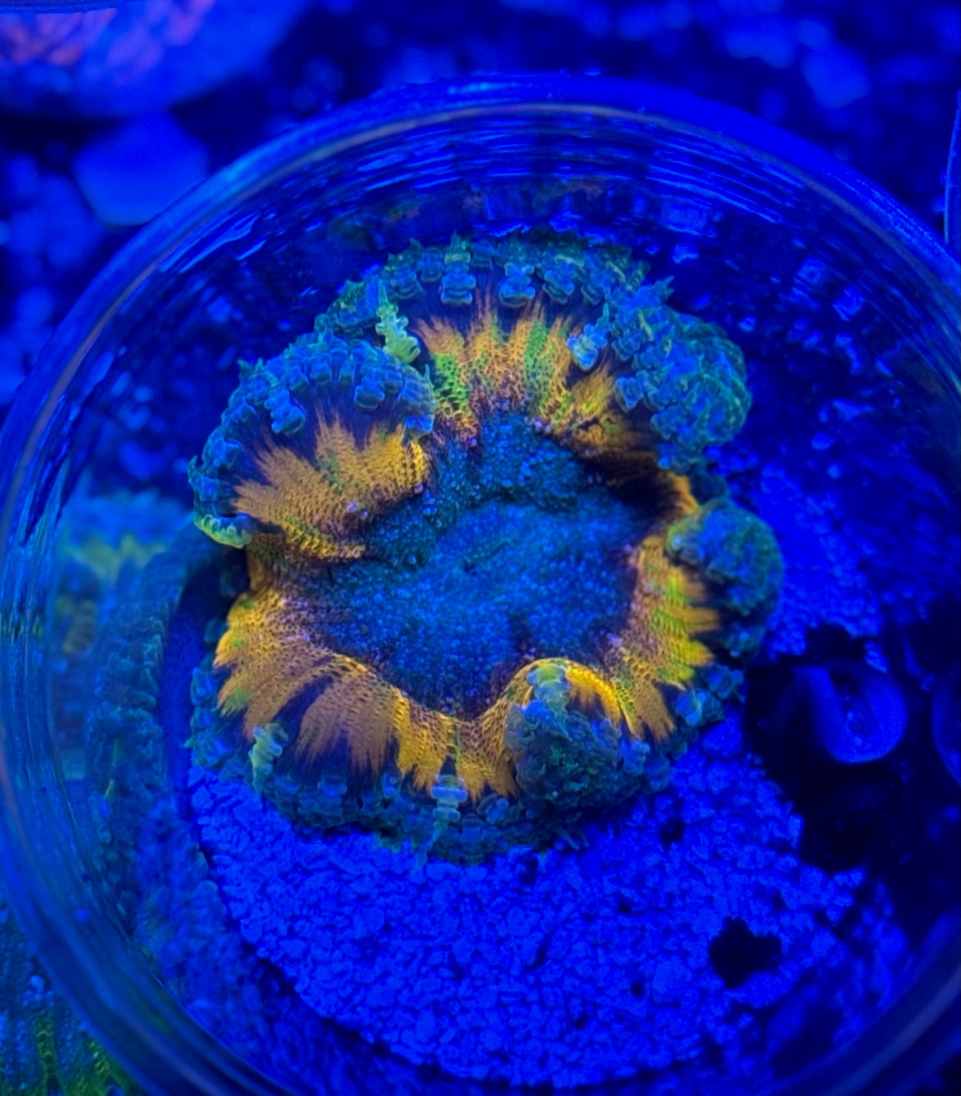 Ultra Rainbow Rock flower anenome