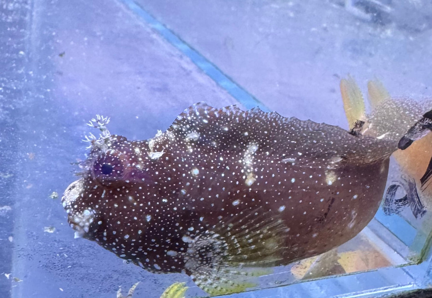 Starry Blenny