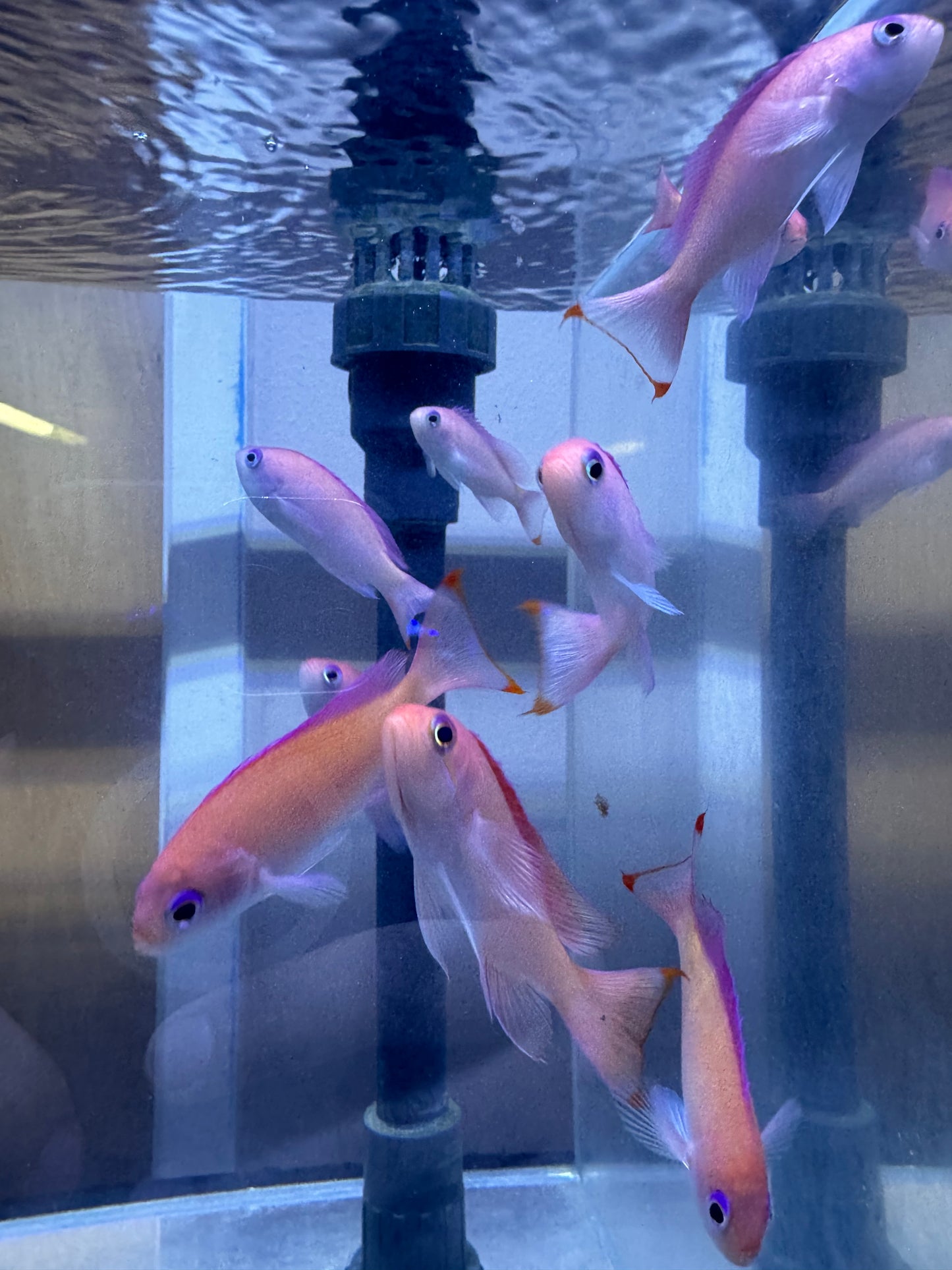 Stocky Anthias (female)