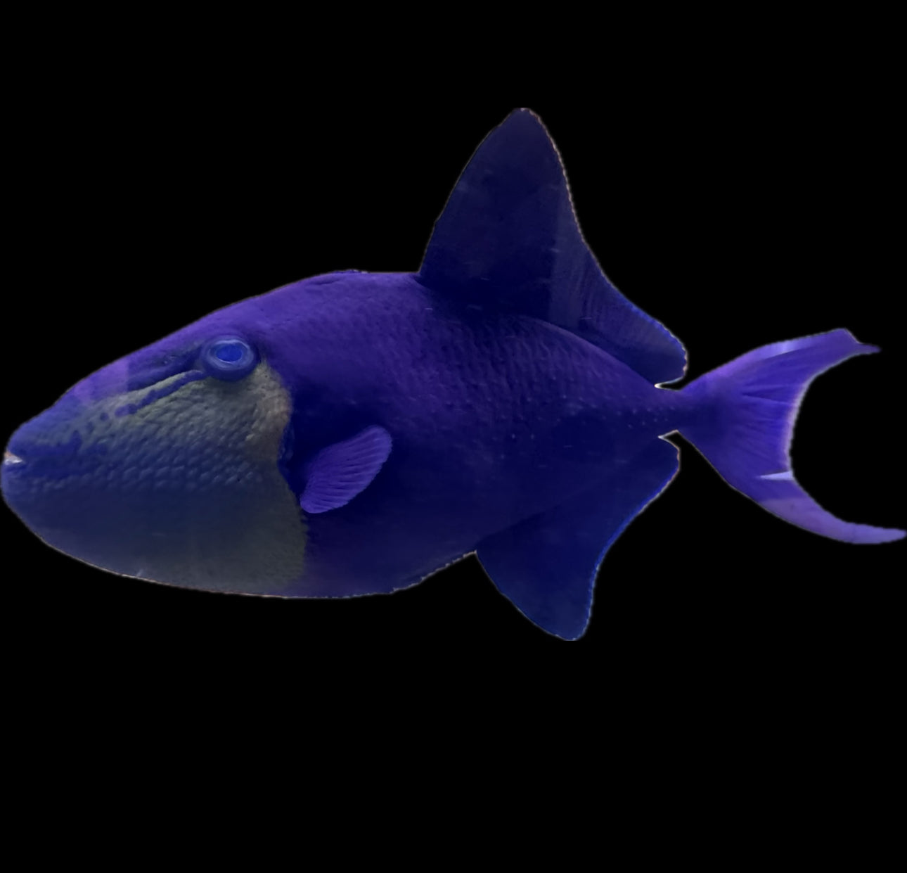 Red Tooth Niger Trigger