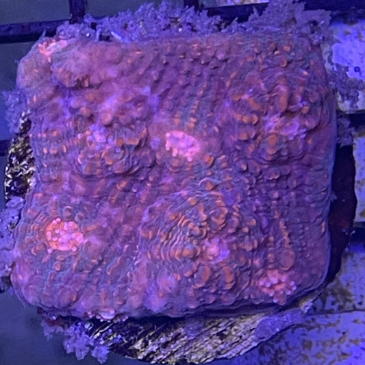 Ultra Chalice XL Frag 002