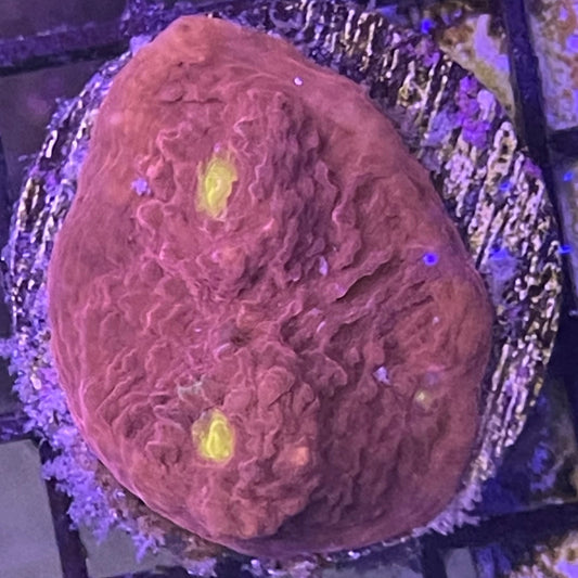 Ultra Chalice XL Frag 001
