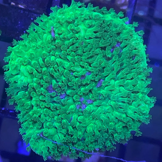 Toxic Green Montipora XL Frag 001