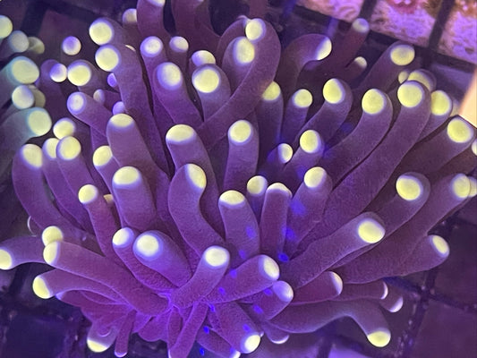 Aussie Torch Coral 001