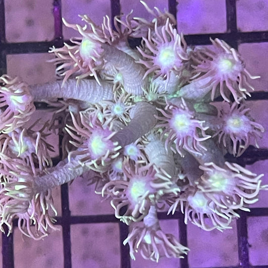 Goniopora Frag 002