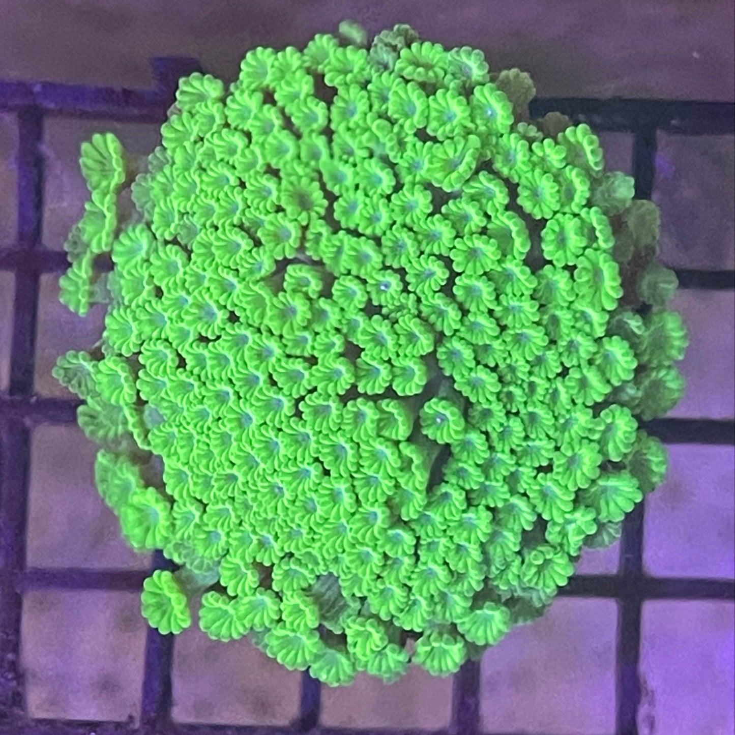 Toxic Bernardipora XL Frag