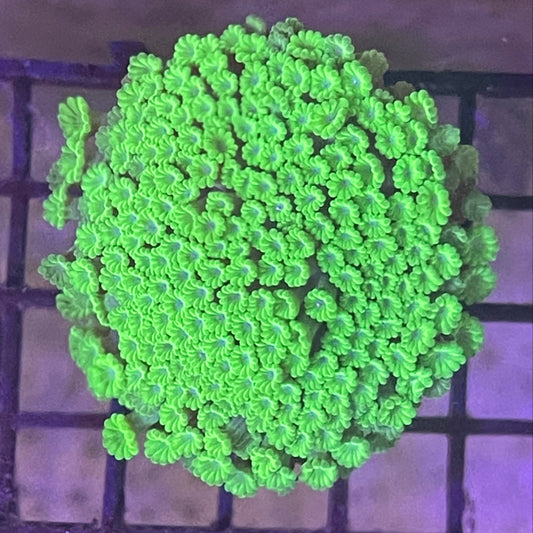 Toxic Bernardipora XL Frag