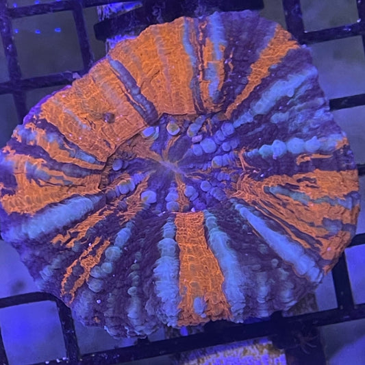 War Paint Scoly Brain Coral 001