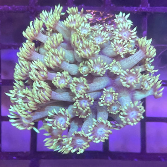 Goniopora XL Frag 001