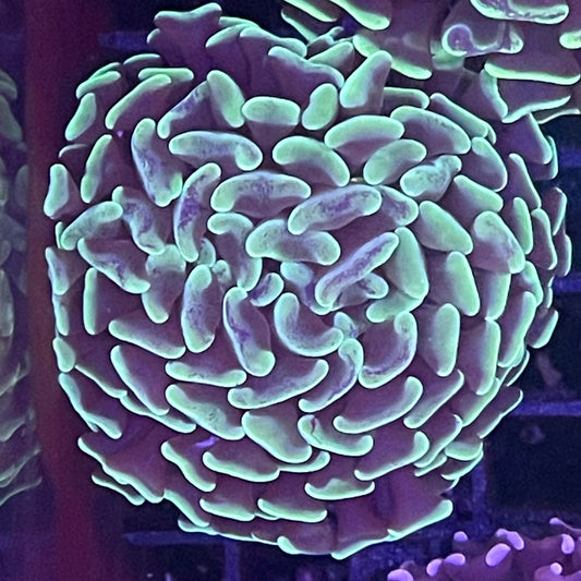 Branching Hammer Coral 004