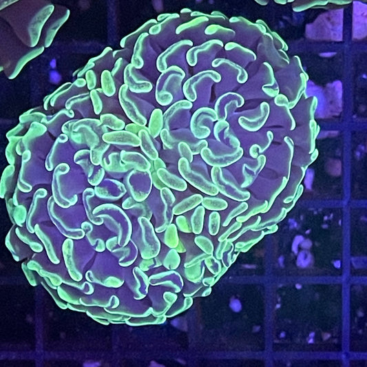 Ultra Marbled Branching Hammer Coral 003