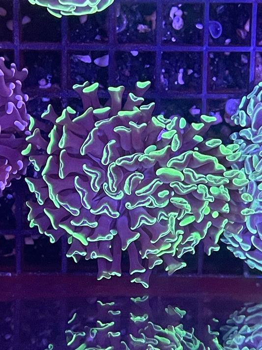 Ultra Marbled Branching Hammer Coral 002