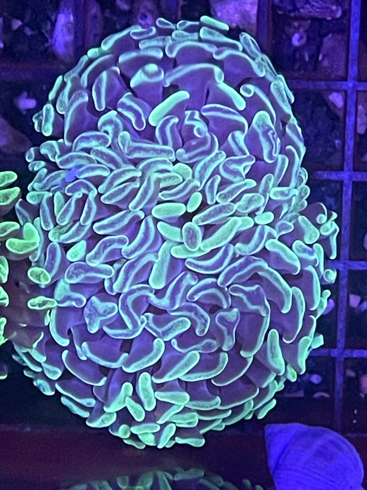 Ultra Marbled Branching Hammer Coral 001