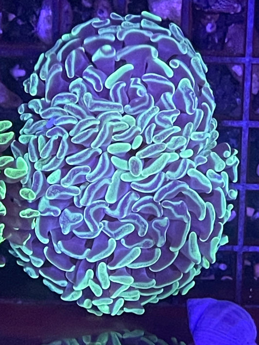 Ultra Marbled Branching Hammer Coral 001