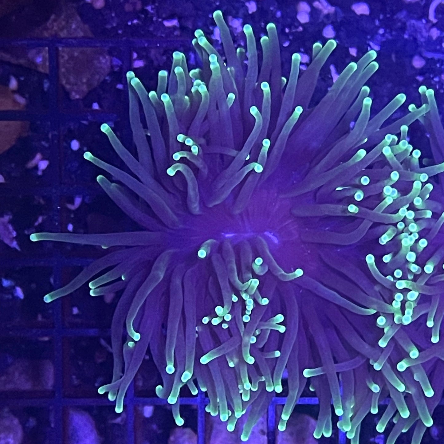 Black Light Torch Coral 002