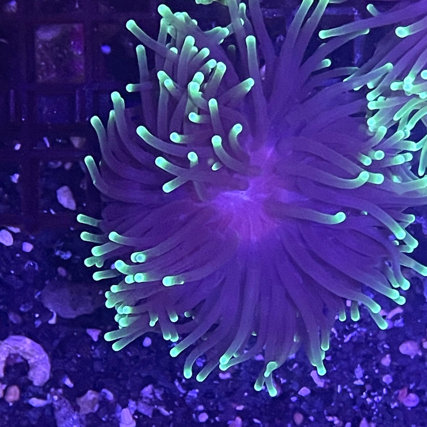 Black Light Torch Coral 001