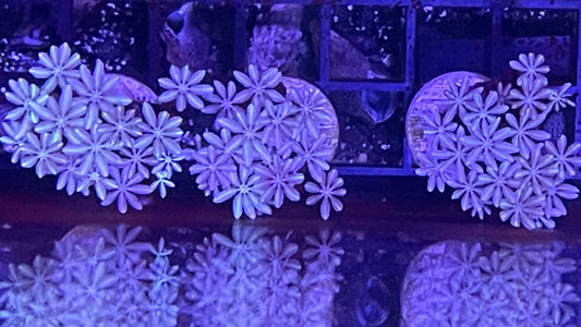 Pipe Organ Coral Frag