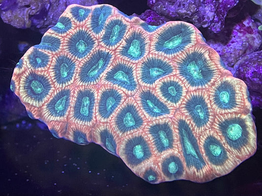 Prism Favia Colony 001