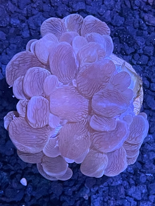 Bubble Coral Frag XL 003