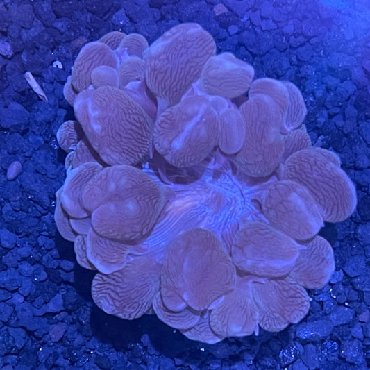 Bubble Coral Frag XL 002