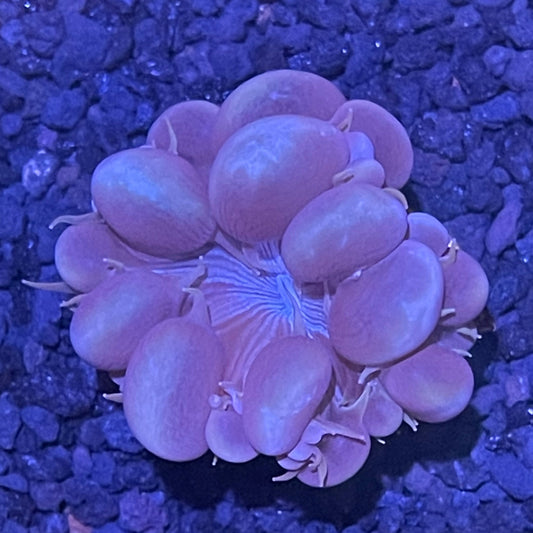 Bubble Coral Frag 001
