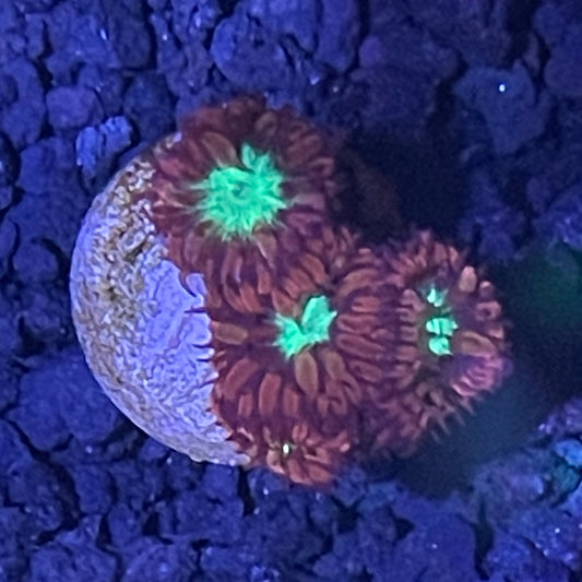 Blasto Merletti Frag 002