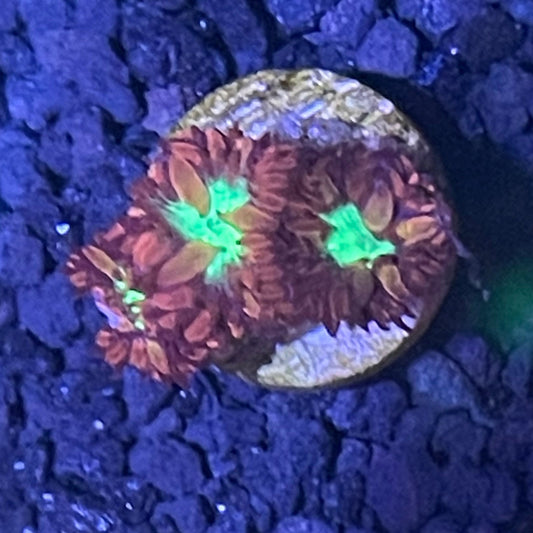 Blasto Merletti Frag 001