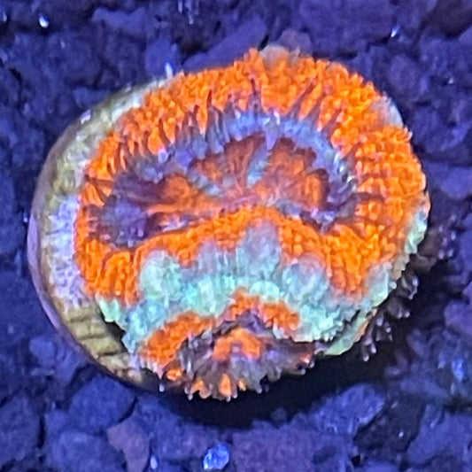 Lord Acan Frag  006
