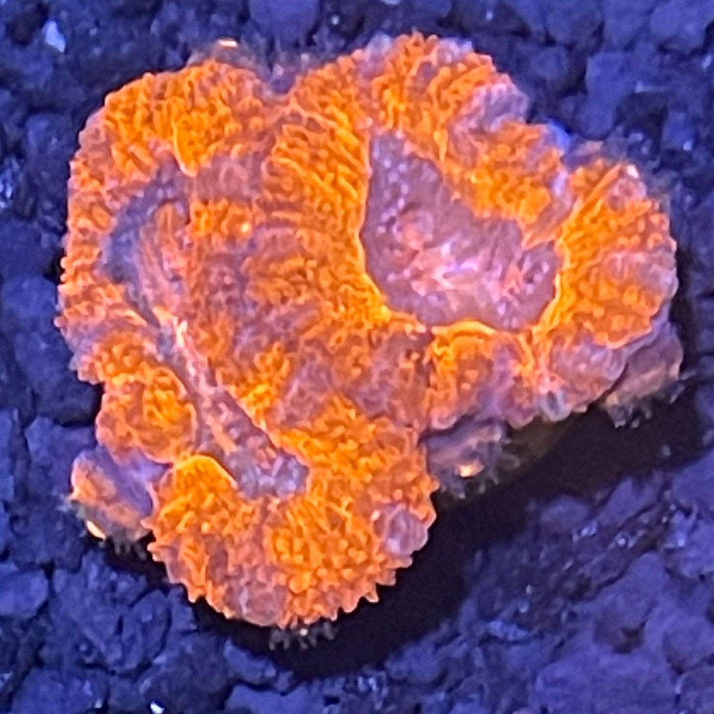 Lord Acan Frag  005