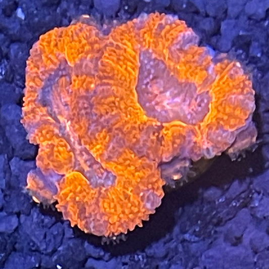 Lord Acan Frag  005
