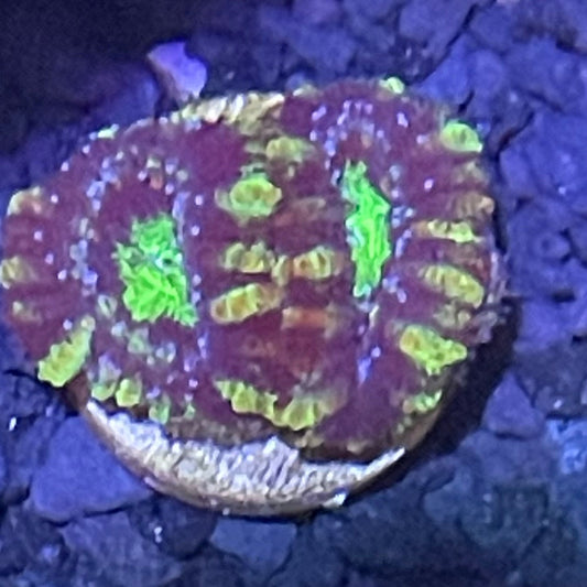 Lord Acan Frag  004