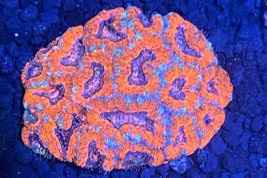 Lord Acan Small Colony 002