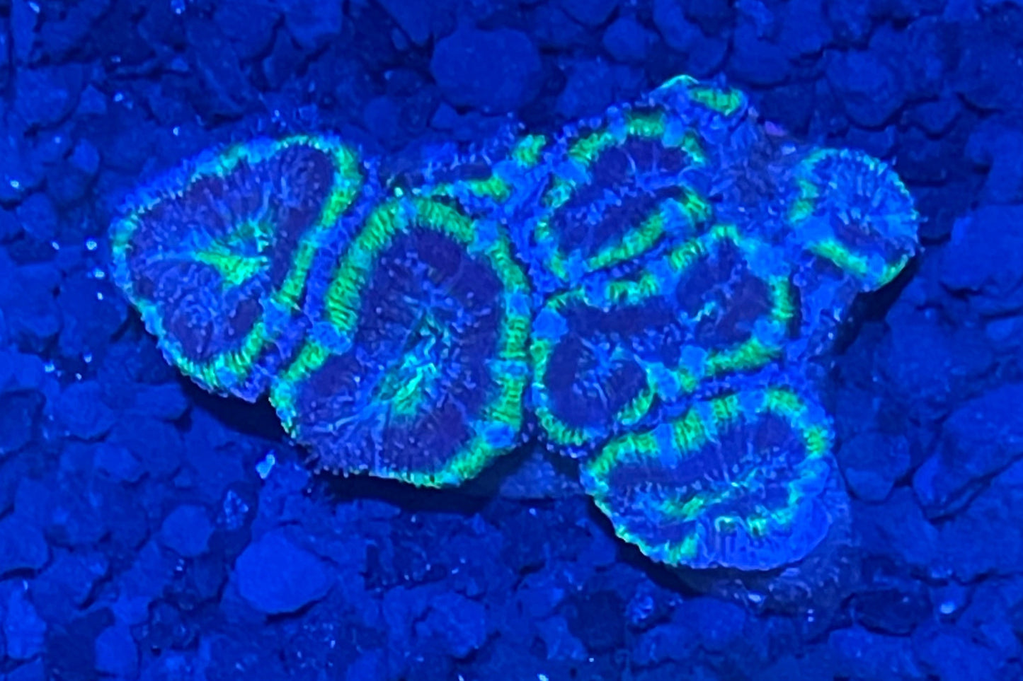 Lord Acan Nano Colony 001