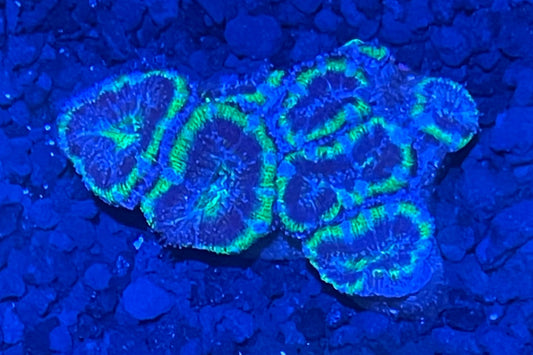 Lord Acan Nano Colony 001