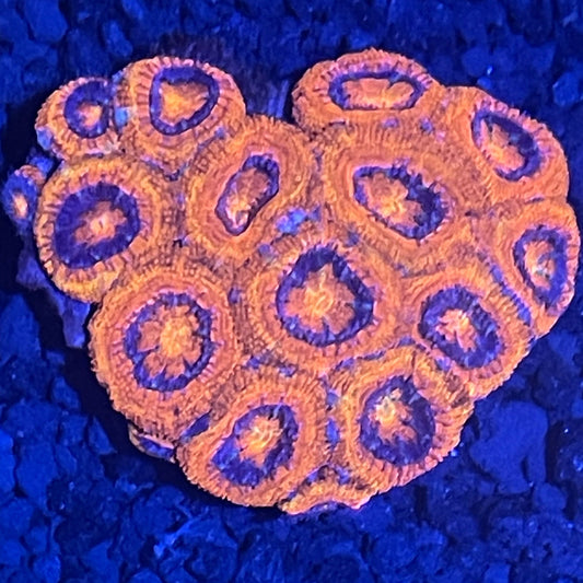 Lord Acan Small Colony 001