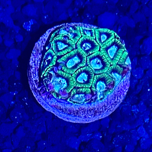 Favia XL Frag