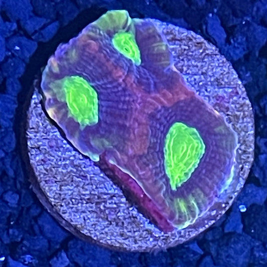 Dragon Soul Favia XL Frag 003