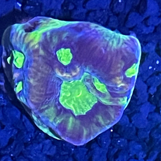 Dragon Soul Favia XL Frag 002