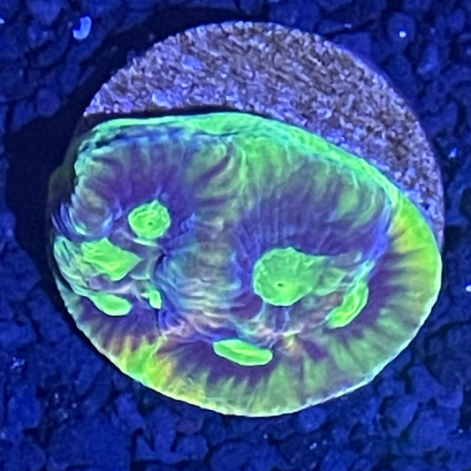 Dragon Soul Favia XL Frag 001