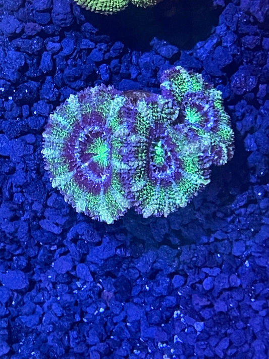 Lord Acan Frag  001