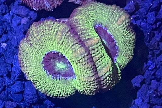 Lord Acan Frag  002