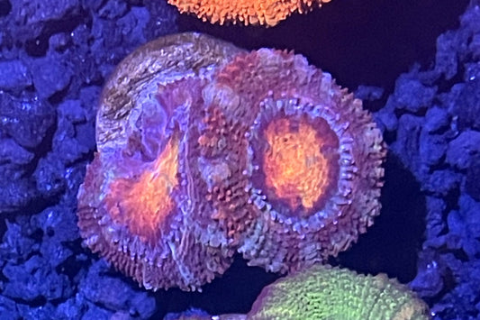 Lord Acan Frag  003