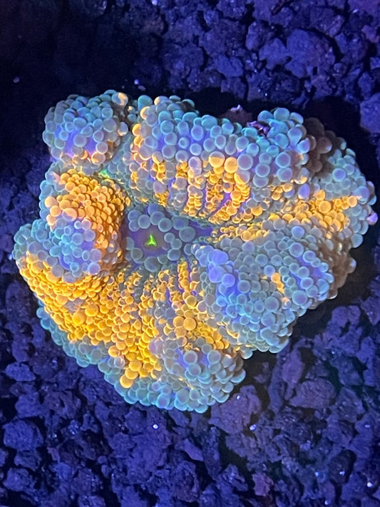Ultra Solomon Island Ricordea Mushroom