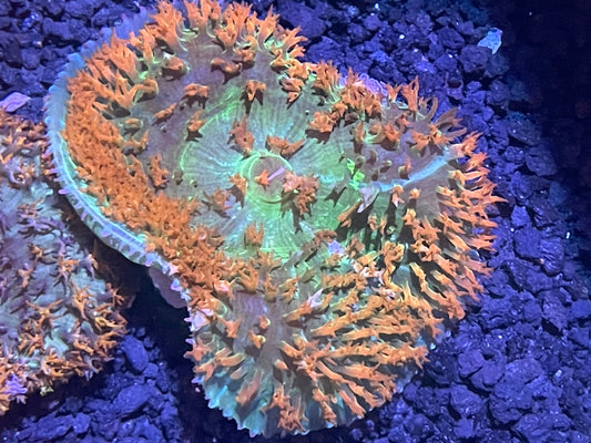 St Thomas Mushroom 002