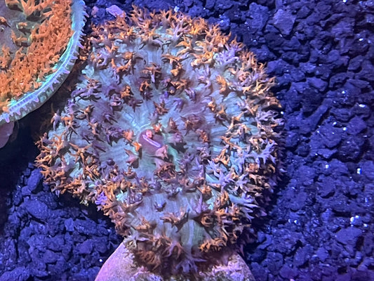 St Thomas Mushroom 003