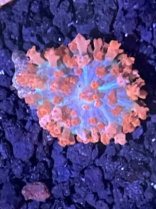 St Thomas Mushroom 001