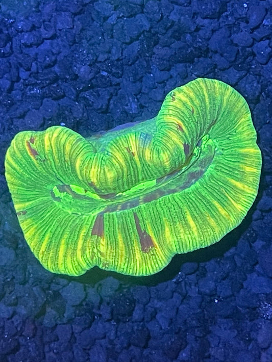 Aussie Trachy Brain Coral 001